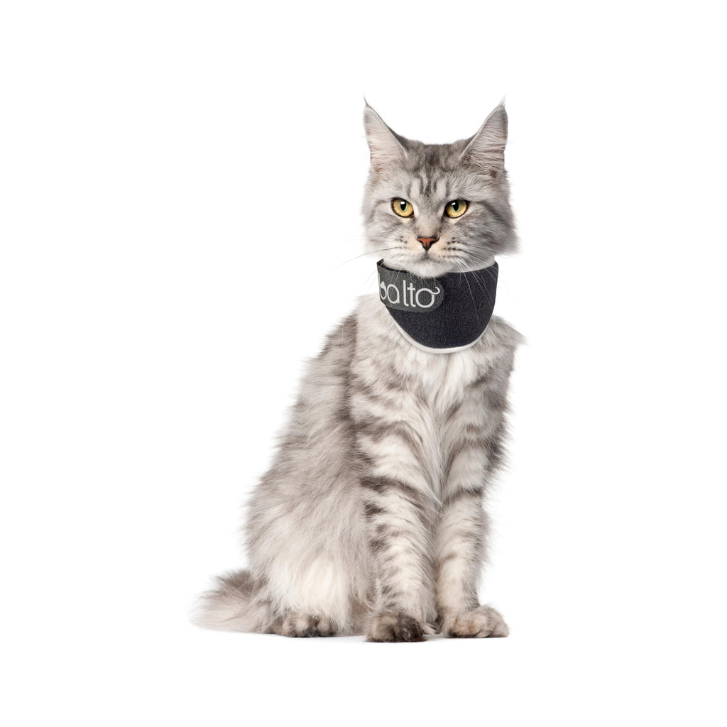 Padded Cat Recovery Collar C334