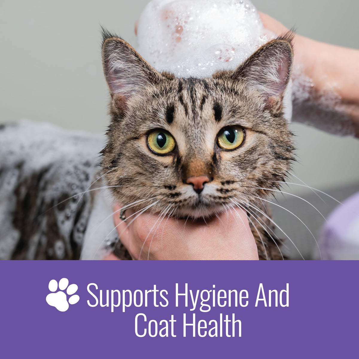 16 Oz Chlorhexidine Pet Shampoo S81807
